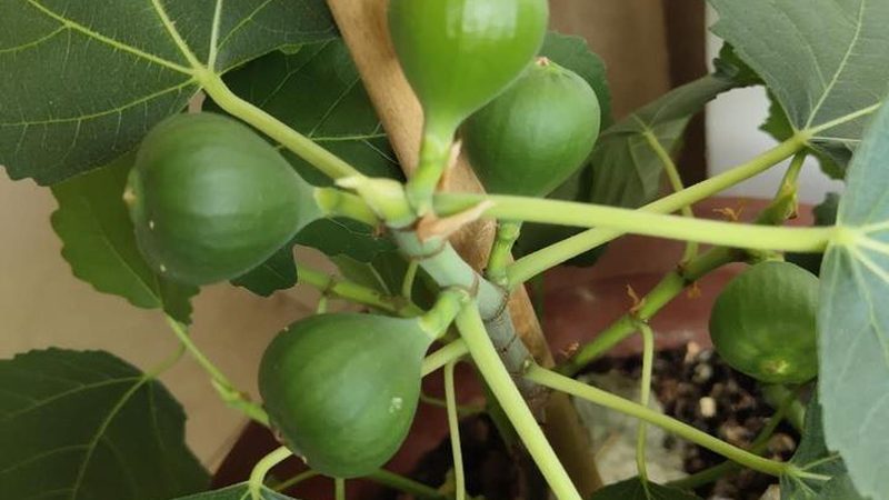 深圳桌面运维服务：保障企业稳定运行的基石